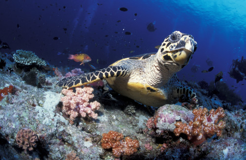 Hawksbill sea turtle, South Ari Atoll, Maldives. Poster Print by Steve Jones/Stocktrek Images - Item # VARPSTSJN400761U