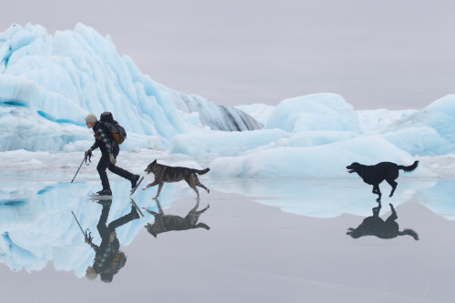 Man Ice Skating At Sheridan Glacier With Two Dogs Reflecting In Thin Layer Of Water On Ice And Icebergs In The Background, Cordova, Southcentral Alaska, Winter Poster Print by Milo Burcham / Design Pics - Item # VARDPI2096222