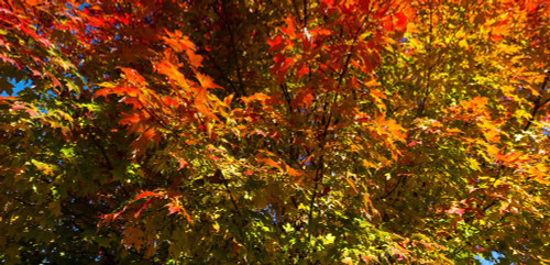 Trees in autumn, Bath, Sagadahoc County, Maine, USA Poster Print by Panoramic Images - Item # VARPPI162289