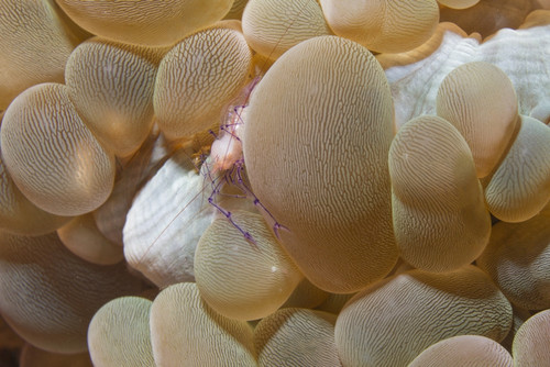 Bubble coral shrimp, Lembeh Strait, Indonesia. Poster Print by VWPics/Stocktrek Images - Item # VARPSTVWP401156U