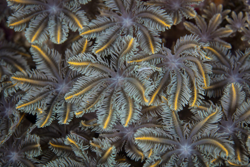 Detail of soft coral polyps growing on a reef in Raja Ampat, Indonesia. Poster Print by Ethan Daniels/Stocktrek Images - Item # VARPSTETH400994U