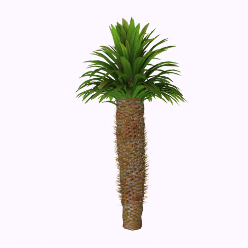 Pachypodium lamerei plant species on white background. Poster Print by Corey Ford/Stocktrek Images - Item # VARPSTCFR200750P