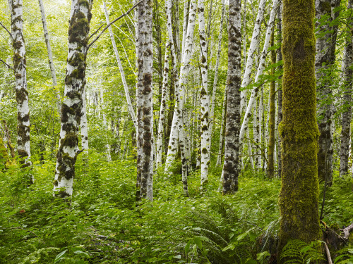 A forest with dense plant growth on the forest floor and moss covered tree trunks; Tofino, British Columbia, Canada Poster Print by Ian Grant / Design Pics - Item # VARDPI12324255