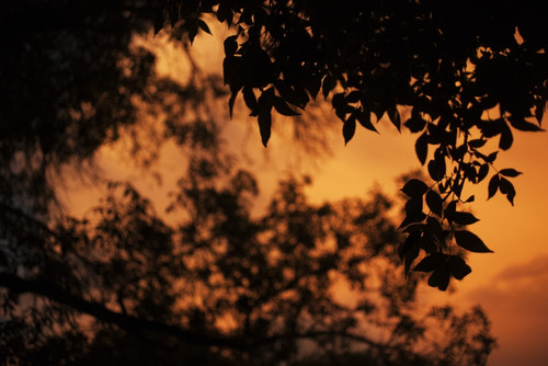 A dramatic orange sky at sunset with a silhouette of leaves on a tree; Saskatchewan, Canada Poster Print by Greg Huszar / Design Pics - Item # VARDPI12308145