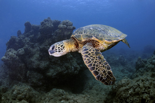 A green sea turtle, Chelonia mydas, Ko'olina, Oahu, Hawaii, North Pacific. Poster Print by VWPics/Stocktrek Images - Item # VARPSTVWP400070U
