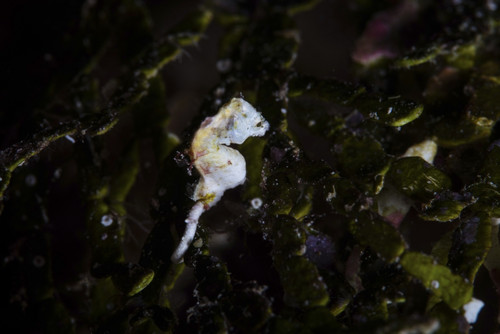 A Pontohi pygmy seahorse clings to algae on a reef. Poster Print by Ethan Daniels/Stocktrek Images - Item # VARPSTETH400964U