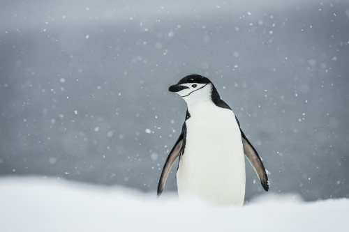 Chinstrap Penguin in a snowfall; Half Moon Island, South Shetland Islands, Antarctica Poster Print by Deb Garside / Design Pics - Item # VARDPI12311043