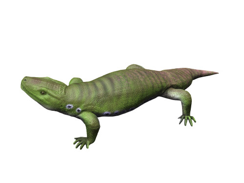 Seymouria is a reptiliomorph from the Early Permian period. Poster Print by Nobumichi Tamura/Stocktrek Images - Item # VARPSTNBT600181P