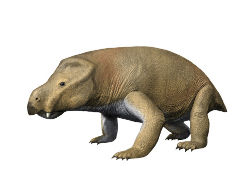 Kannemeyeria is a large dicynodont from the Middle Triassic period. Poster Print by Nobumichi Tamura/Stocktrek Images - Item # VARPSTNBT600229P