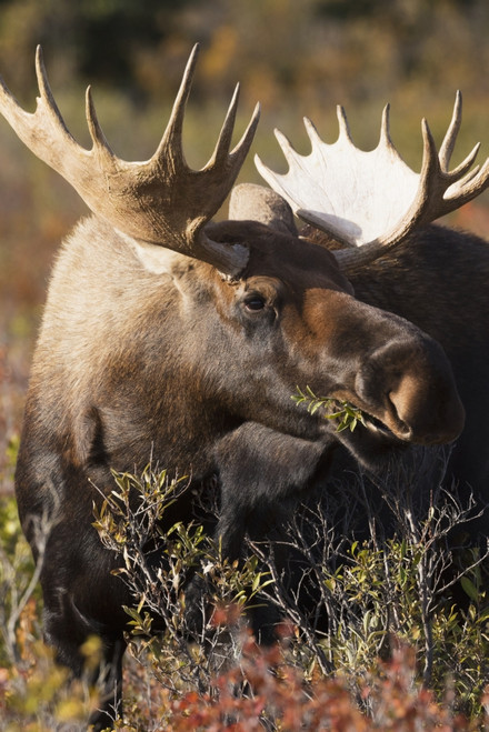 Bull moose standing in Autumn foliage, Denali National Park and Preserve, Interior Alaska Poster Print by Doug Lindstrand / Design Pics - Item # VARDPI12306641