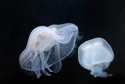 Moon jellyfish. Poster Print by VWPics/Stocktrek Images - Item # VARPSTVWP400513U