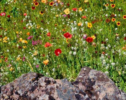 Summer wildflowers in bloom, Central Oregon, USA Poster Print by Panoramic Images - Item # VARPPI173804