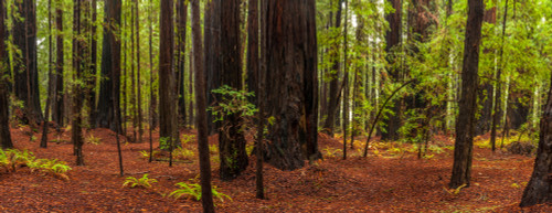 Giant Redwood trees in a forest, Humboldt Redwoods State Park, California, USA Poster Print by Panoramic Images - Item # VARPPI174090