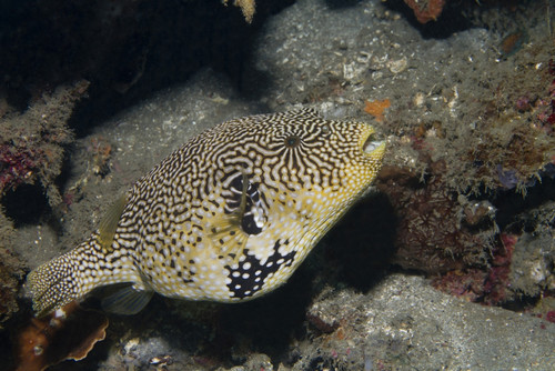 Map puffer, Lembeh Strait, Indonesia. Poster Print by VWPics/Stocktrek Images - Item # VARPSTVWP401242U