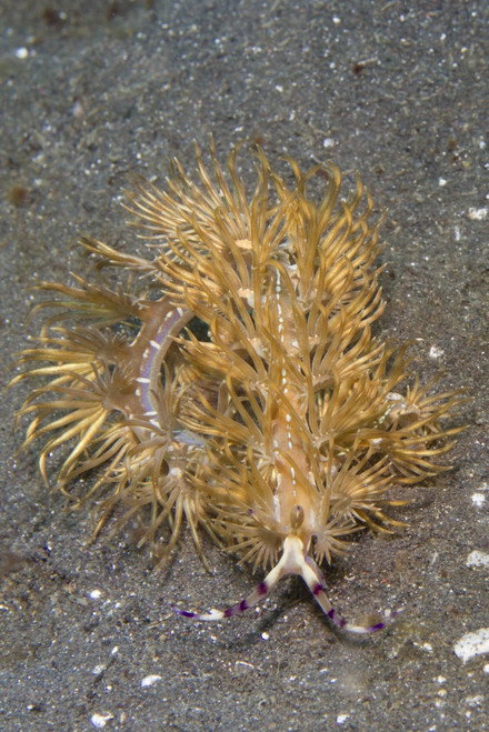 Blue Dragon nudibranch, Lembeh Strait, Indonesia. Poster Print by VWPics/Stocktrek Images - Item # VARPSTVWP401174U