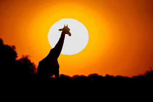 Southern Giraffe at sunset, Etosha National Park, Namibia Poster Print by Panoramic Images - Item # VARPPI156535