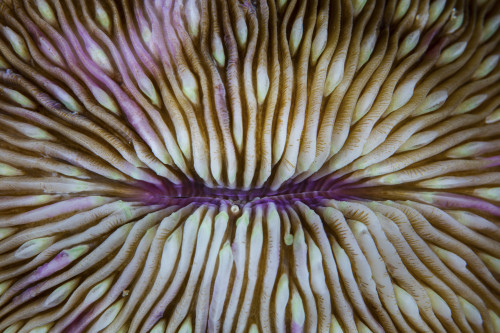 Detail of a mushroom coral growing on a reef in Indonesia. Poster Print by Ethan Daniels/Stocktrek Images - Item # VARPSTETH400958U