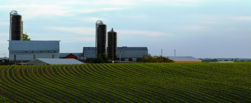 Scenic view of corn field against sky near Potosi, Wisconsin, USA Poster Print by Panoramic Images - Item # VARPPI175410