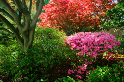 Azaleas in spring in National Arboretum, Washington D.C. Poster Print by Panoramic Images - Item # VARPPI181642