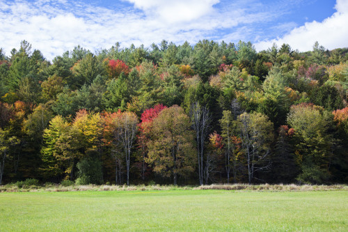 Colourful trees in autumn; Woodstock, Vermont, United States of America Poster Print by Jenna Szerlag / Design Pics - Item # VARDPI12309647