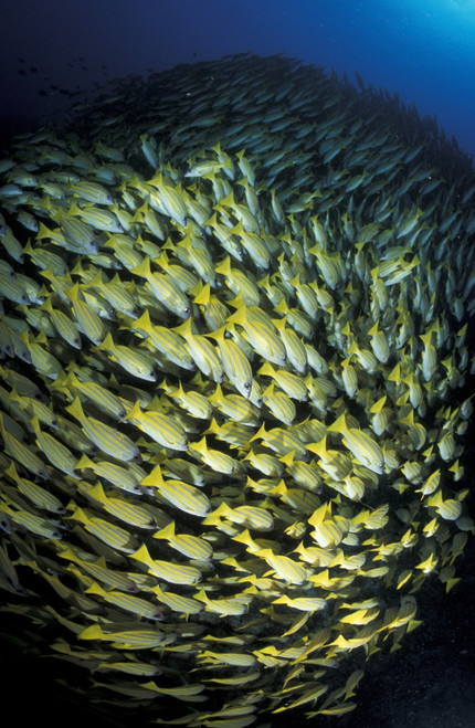 School of bluestripe snapper in the South Ari Atoll, Maldives. Poster Print by Steve Jones/Stocktrek Images - Item # VARPSTSJN400753U
