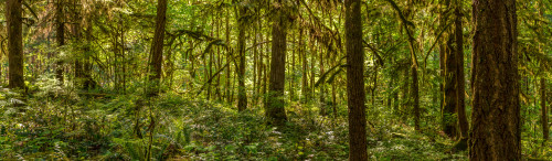 Moss covered Fir trees in Temperate Rainforest, British Columbia, Canada Poster Print by Panoramic Images - Item # VARPPI174183