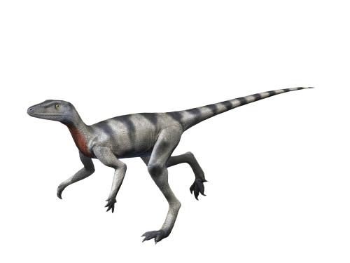 Saltopus is an extinct dinosaur from the Late Triassic of Scotland. Poster Print by Nobumichi Tamura/Stocktrek Images - Item # VARPSTNBT600241P