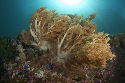 Soft corals at Liguid Island, Davao, Philippines. Poster Print by VWPics/Stocktrek Images - Item # VARPSTVWP400998U
