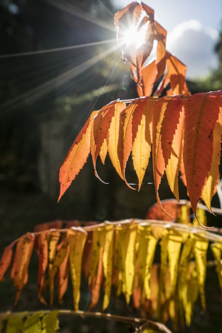 Brown leaves drooping from their branches backlit by the sunlight; North Yorkshire, England Poster Print by John Short / Design Pics - Item # VARDPI12324664 Brown leaves drooping from their branches backlit by the sunlight; North Yorkshire, England Poster Print by John Short / Design Pics - Item # VARDPI12324664
