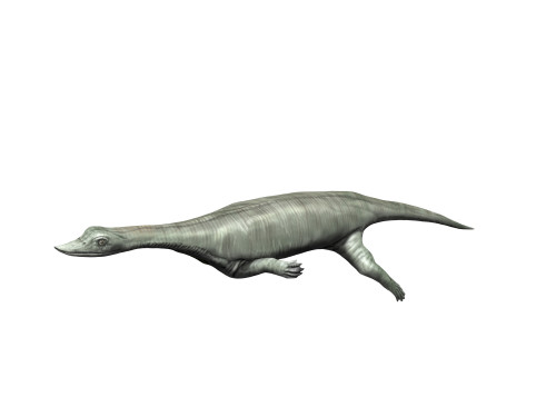 Wumengosaurus aquatic reptile from the Middle Triassic period. Poster Print by Nobumichi Tamura/Stocktrek Images - Item # VARPSTNBT600276P
