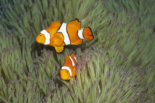 Pair of clown anemonefish in magnificant sea anemone. Poster Print by VWPics/Stocktrek Images - Item # VARPSTVWP401237U