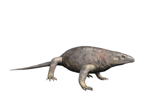 Varanops brevirostris, Synapsida, Early Permian of Texas, USA. Poster Print by Nobumichi Tamura/Stocktrek Images - Item # VARPSTNBT600275P