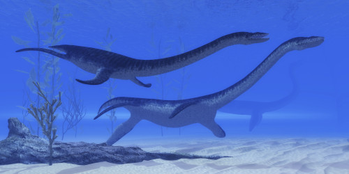 Plesiosaurus dinosaurs swim together in Jurassic seas. Poster Print by Corey Ford/Stocktrek Images - Item # VARPSTCFR200813P