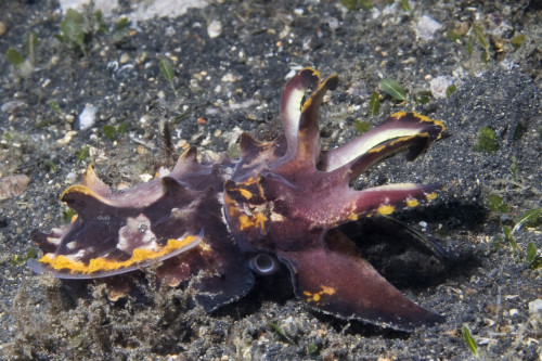 Flamboyant cuttlefish, Lembeh Strait, Indonesia. Poster Print by VWPics/Stocktrek Images - Item # VARPSTVWP401208U