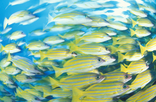 School of bluestripe snapper in the South Ari Atoll, Maldives. Poster Print by Steve Jones/Stocktrek Images - Item # VARPSTSJN400768U