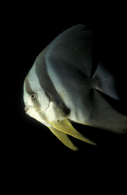 Longfin spadefish, South Ari Atoll, Maldives. Poster Print by Steve Jones/Stocktrek Images - Item # VARPSTSJN400759U