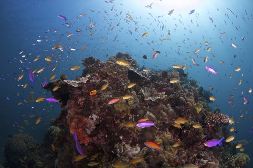 Coral reef, Siaton, Philippines. Poster Print by VWPics/Stocktrek Images - Item # VARPSTVWP400961U