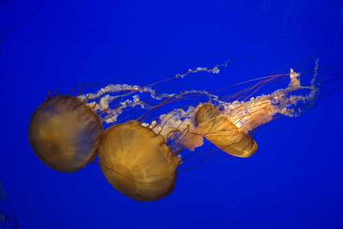 Pacific sea nettle Poster Print by VWPics/Stocktrek Images - Item # VARPSTVWP400119U