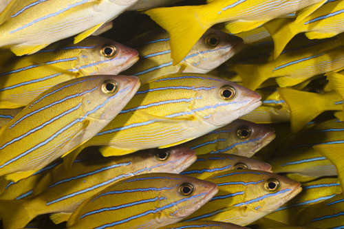 Schooling bluestripe snapper, Lutjanus kasmira, Hawaii. Poster Print by VWPics/Stocktrek Images - Item # VARPSTVWP400205U