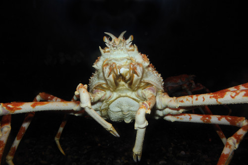 Japanese spider crab. Poster Print by VWPics/Stocktrek Images - Item # VARPSTVWP400413U