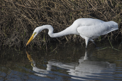 A Great Egret stalks small fish; Ridgefield, Washington, United States of America Poster Print by Robert L. Potts / Design Pics - Item # VARDPI12267953 A Great Egret stalks small fish; Ridgefield, Washington, United States of America Poster Print by Robert L. Potts / Design Pics - Item # VARDPI12267953