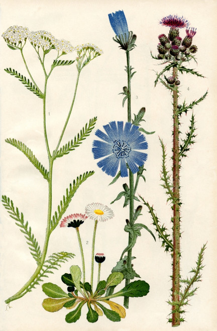 Wildflowers. 1. Yarrow or Millefoil 2. Daisy 3. Chicory 4. Marsh Thistle Poster Print by Hilary Jane Morgan / Design Pics - Item # VARDPI12285727
