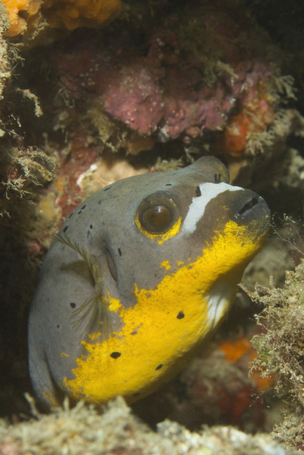 Blackspotted puffer, Lembeh Strait, Indonesia. Poster Print by VWPics/Stocktrek Images - Item # VARPSTVWP401083U