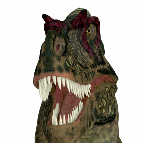 Albertosaurus dinosaur head. Poster Print by Corey Ford/Stocktrek Images - Item # VARPSTCFR200816P