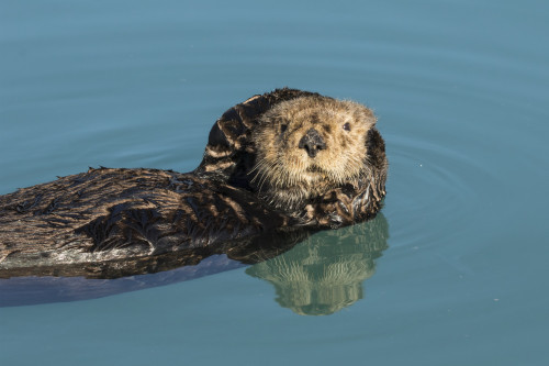 Sea Otter in Seward small boat harbor, South-central Alaska; Seward, Alaska, United States of America Poster Print by Doug Lindstrand / Design Pics - Item # VARDPI12318764