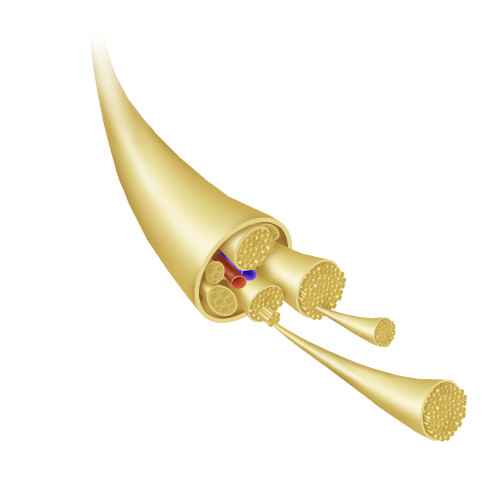 Detail of a nerve bundle. Poster Print by TriFocal Communications/Stocktrek Images - Item # VARPSTTRF700024H