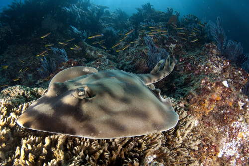 Banded guitarfish, Sea of Cortez, Baja California, Mexico. Poster Print by VWPics/Stocktrek Images - Item # VARPSTVWP401384U