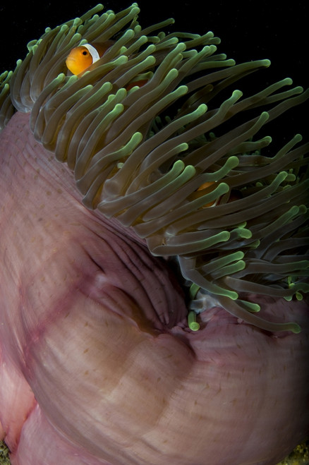 False clown anemonefish in a magnificent sea anemone. Poster Print by VWPics/Stocktrek Images - Item # VARPSTVWP400608U