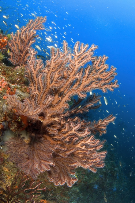 Gorgonian reefscape, Caribbean Sea, Mexico. Poster Print by VWPics/Stocktrek Images - Item # VARPSTVWP401357U