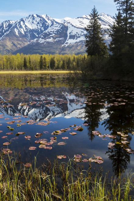 Scenic view of lily pads on a pond with the Chugach mountains in the background, Southcentral Alaska, spring Poster Print by Doug Lindstrand / Design Pics - Item # VARDPI12306688
